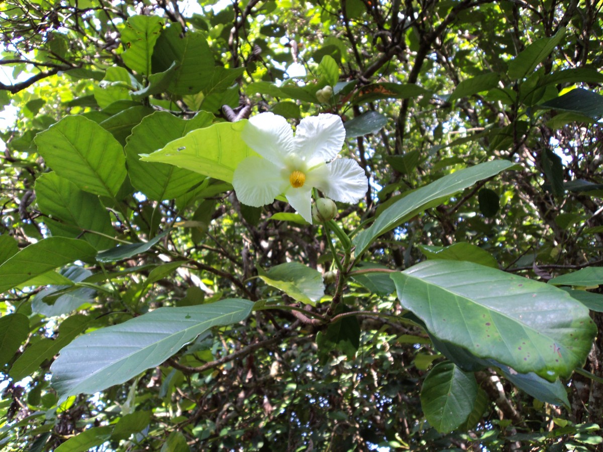 Dillenia triquetra (Rottb.) Gilg